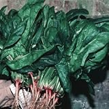 NORTH INDIAN RED SPINACH 500 Seeds