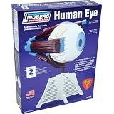 Human Eye Model Science Kit - Unassembled Model Kit