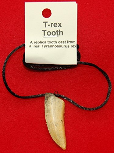 Prehistoric Planet Store - Tyrannosaurus rex Tooth Necklace (replica) 164