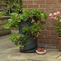 GARDMAN GARDEN/OUTDOOR/GREENHOUSE POP UP STRAWBERRY PLANTER