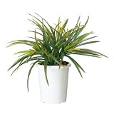 コクヨS&T 人工植物(アイレストグリーン) ドラセナ レッド PX-GDR350R