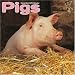 Thinking about buying a pig-themed wall calendar?