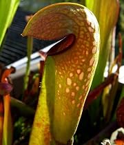 Hooded Pitcher Plant