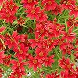 コンパクトコレオプシス：チェリーレモネード3.5号3株セット[ライム色葉小型で晩秋まで咲く]