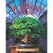 The Bonsai Workshop (Our Garden Variety)