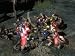 Titan Quest - Gold Edition (DVD-ROM) - ...