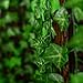Raylinedo 7.87ft Artificial Boston Ivy Green Vine Leaf Garland Plants Fake Foliage Flowers Decoration