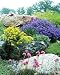 120 x Alpines / Rockery Plants - min. 10 varieties - Exc. Sized Plugs by belhaven-plants
