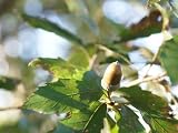 【1年間枯れ保証】【雑木】コナラ株立ち　2.3m露地
