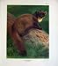 1902 THORBURN PINE MARTIN MUSTELA MARTES MAMMALS COLOUR Image