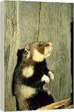 Wild Common Hamster - Checks for danger, feeding in a granary - 40 Inch Canvas Print (101cm) by Ardea