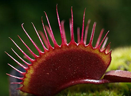 Red Dragon Venus Fly Trap Plant - Dionaea - Akai Ryu - 3 Red Dragon Venus Fly Trap Plant - Dionaea - Akai Ryu - 3