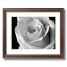 Framed Cherry Rose Flower B/W Photo Wall Decor Contemprary Pictures Art Print
