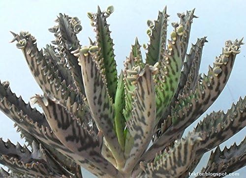 Live Mother of Thousands Alligator Plant 1-Plantlets seedling
