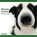 Kitchen & Housewares : Border Collie - Dog Artlist Collection - 2009 Calendar