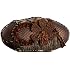 Prezzo Jungle Bullet Clutch