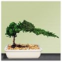 Bonsai Juniper Tree