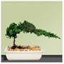 Bonsai Juniper Tree