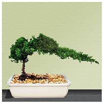 Bonsai Juniper Tree