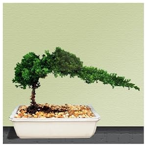 Juniper Bonsai Tree