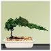 Bonsai Juniper Tree