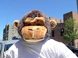 GIANT 40 STUFFED MONKEY CHIMP CHIMPANZEE WEARING T-SHIRT - BLUE COLLAR PLUSH HUGE GORILLA APE JUMBO BIG STUFFED ANIMAL - AMERICAN MADE IN THE USA AMERICA