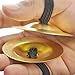 BellyLady Belly Dance Gold Plain Brass Zill Finger Cymbals, 1 Pair, Gift Idea