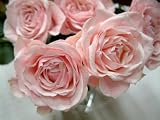 ジェルファルレイ 【ピンク】 50本 ◆バラの花束◆