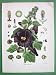 GARDEN MALLOW Alcea Rosea - SUPERB Antique Botanical Print Color Lithograph