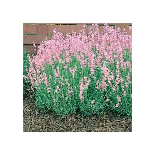 Pink Colored Lavender Perennial Flower Seeds pink lavender perennial flower seeds