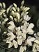 Close-Up of Black Locust Flowers (Robinia Pseudoacacia) Photographic Poster Print by S. Montanari, 12x16
