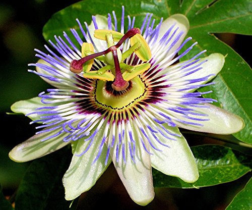 Edible Passion Vine Plant - Passiflora caerulea - Exotic! - 4 Edible Passion Vine Plant - Passiflora caerulea - Exotic! - 4