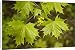 Canvas Prints of Norway maple, in flower from Ardea Wildlife Pets