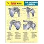 Shoulder & Elbow Anatomy EXAM Notes (EXAM Notes Reference Charts)