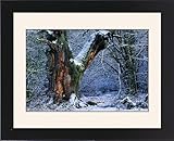 Framed Prints of Ancient Oak Tree - in winter, four hundred years old from Ardea Wildlife Pets Framed Prints of Ancient Oak Tree - in winter, four hundred years old from Ardea Wildlife Pets