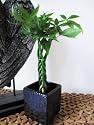 9greenbox - Live Lucky 5 Braided Money Tree Into 1 Pachira with Handmade Ceramic Pot Plants Lucky for 2012