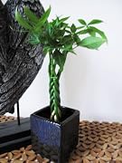 Floral 9greenbox - Live Lucky 5 Braided Money Tree Into 1 Pachira with Handmade Ceramic Pot Plants