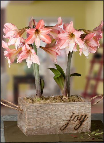 Amaryllis Tinkerbell Duo in a Reclaimed Wood Planter with "Joy" - Pre-Planted - Free Shipping!