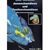 Jemencham�leon und Panthercham�leon: Pflege, Zucht und Lebensweise