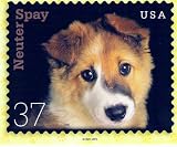 POSTCARD - NEUTER SPAY DOGS