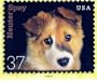 POSTCARD - NEUTER SPAY DOGS