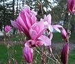Magnolia "Ricki" Five Gallon Tree