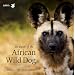 In Search of the African Wild Dog