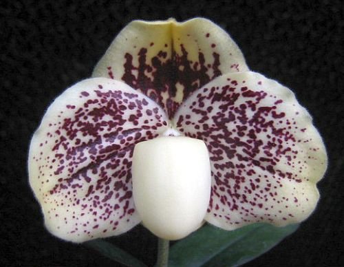 Paphiopedilum godfroyae - lady slipper orchids - 100 seeds Paphiopedilum godfroyae - lady slipper orchids - 100 seeds