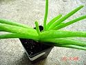 Aloe Vera Plant