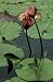 Dancing Flowers - Old Westbury Gardens, Long Island, NY