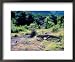 Komodo Dragon, Komodo Island, Indonesia Framed Art Poster Print by Keren Su, 22x18