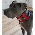 Original Illusion Collar Trainingshalsband & Leine des amerikanischen Hundefl�sterer Cesar Millan (Gr��e S/rot)