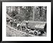 Horses are Used to Pull Large Tree Trunks on Railway Carriages in California Framed Art Poster Print, 31x25