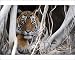 Photographic Prints of Tiger - resting amongst roots of Banyan Tree (Ficus benghalensis) from Ardea Wildlife Pets